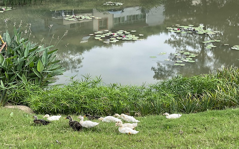 Q 如何提高綠化養(yǎng)護效率 Q 如何提高綠化養(yǎng)護效率